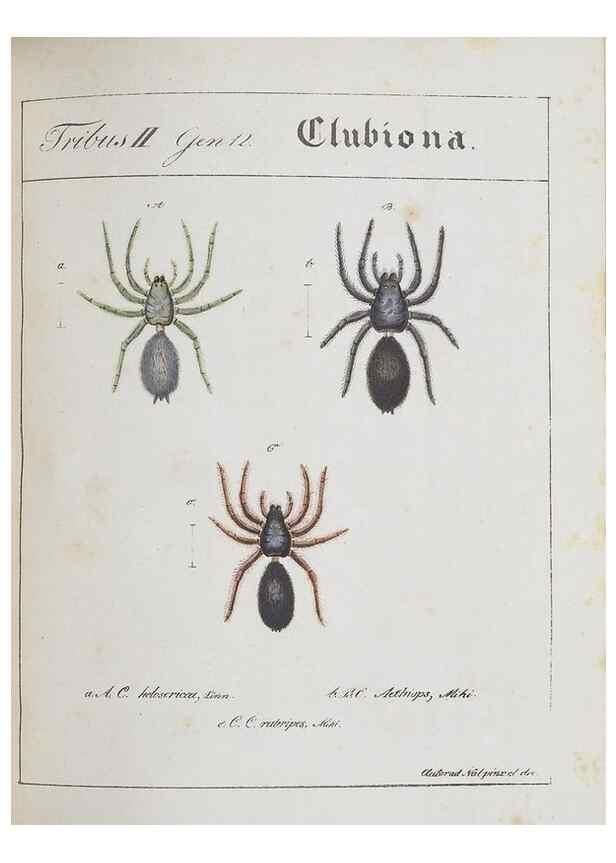 Reproducción/Reproduction 30973594115: Monographia Aranearum = Monographie der Spinnen /. Nurnberg :Lechner,[182.