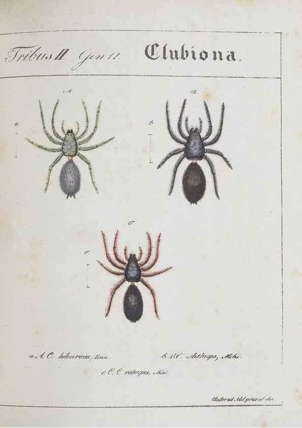 Reproducción/Reproduction 30973594115: Monographia Aranearum = Monographie der Spinnen /. Nurnberg :Lechner,[182.