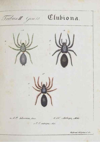 Reproducción/Reproduction 30973594115: Monographia Aranearum = Monographie der Spinnen /. Nurnberg :Lechner,[182.