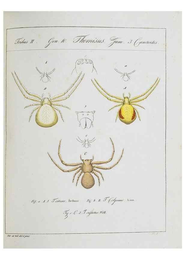 Reproducción/Reproduction 30973595175: Monographia Aranearum = Monographie der Spinnen /. Nurnberg :Lechner,[182.