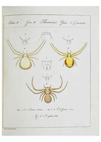 Reproducción/Reproduction 30973595175: Monographia Aranearum = Monographie der Spinnen /. Nurnberg :Lechner,[182.