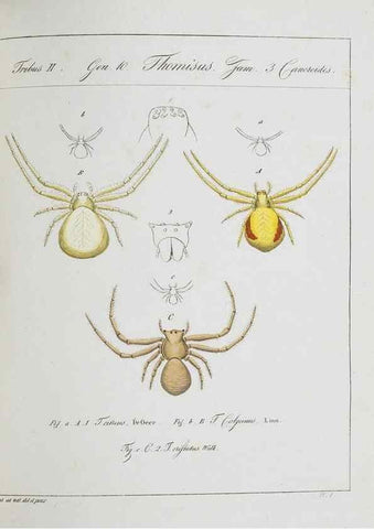 Reproducción/Reproduction 30973595175: Monographia Aranearum = Monographie der Spinnen /. Nurnberg :Lechner,[182.