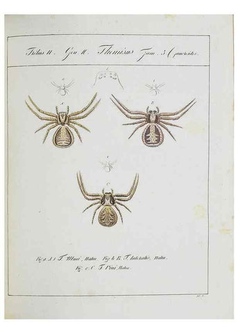 Reproducción/Reproduction 25338049049: Monographia Aranearum = Monographie der Spinnen /. Nurnberg :Lechner,[182.