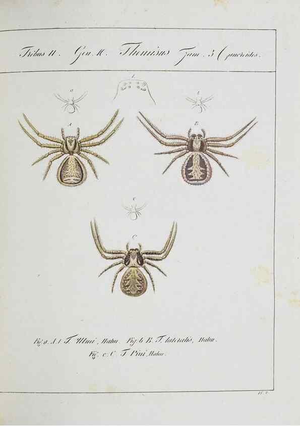Reproducción/Reproduction 25338049049: Monographia Aranearum = Monographie der Spinnen /. Nurnberg :Lechner,[182.
