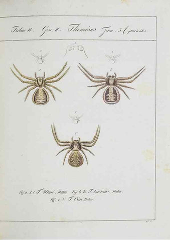 Reproducción/Reproduction 25338049049: Monographia Aranearum = Monographie der Spinnen /. Nurnberg :Lechner,[182.
