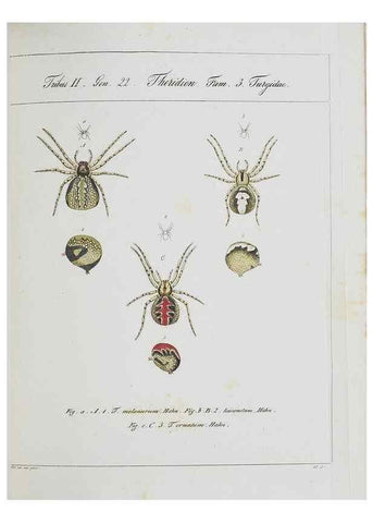 Reproducción/Reproduction 25338051659: Monographia Aranearum = Monographie der Spinnen /. Nurnberg :Lechner,[182.