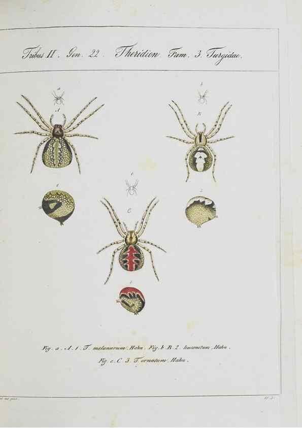 Reproducción/Reproduction 25338051659: Monographia Aranearum = Monographie der Spinnen /. Nurnberg :Lechner,[182.