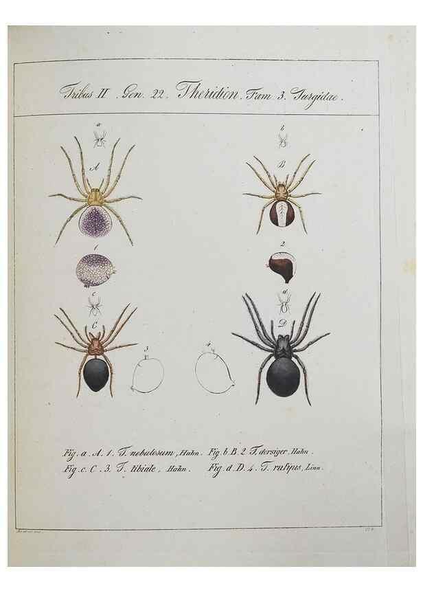 Reproducción/Reproduction 25338053639: Monographia Aranearum = Monographie der Spinnen /. Nurnberg :Lechner,[182.