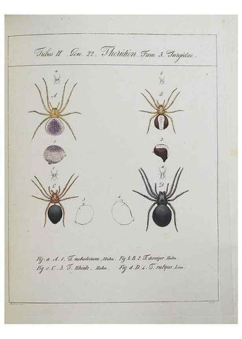 Reproducción/Reproduction 25338053639: Monographia Aranearum = Monographie der Spinnen /. Nurnberg :Lechner,[182.