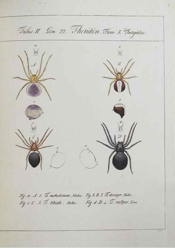 Reproducción/Reproduction 25338053639: Monographia Aranearum = Monographie der Spinnen /. Nurnberg :Lechner,[182.