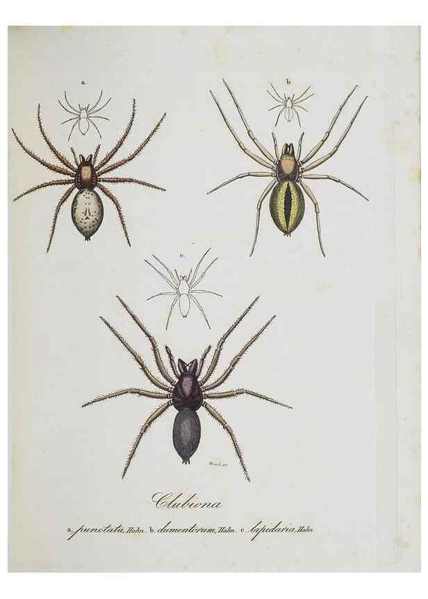 Reproducción/Reproduction 30672147470: Monographia Aranearum = Monographie der Spinnen /. Nurnberg :Lechner,[182.