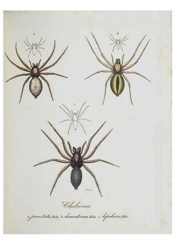 Reproducción/Reproduction 30672147470: Monographia Aranearum = Monographie der Spinnen /. Nurnberg :Lechner,[182.