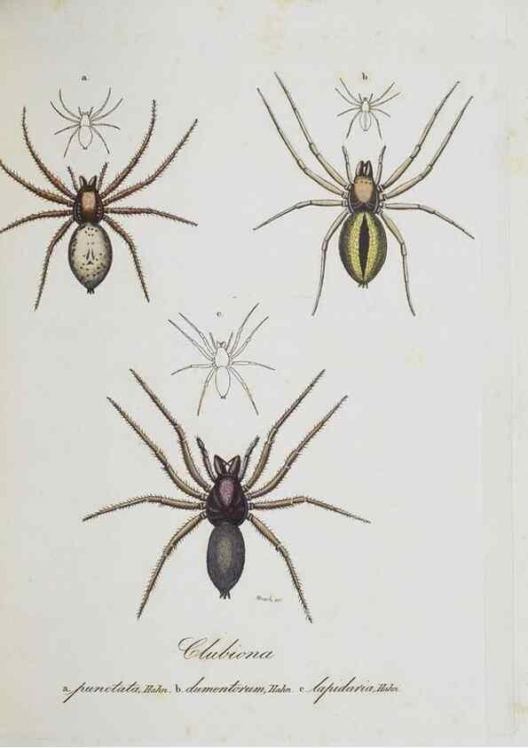 Reproducción/Reproduction 30672147470: Monographia Aranearum = Monographie der Spinnen /. Nurnberg :Lechner,[182.