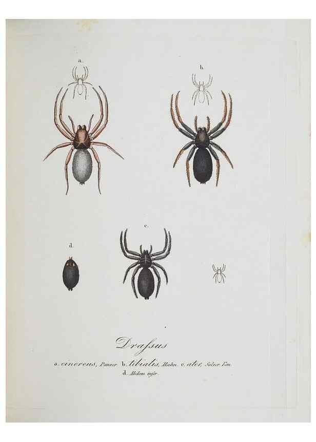 Reproducción/Reproduction 30885388681: Monographia Aranearum = Monographie der Spinnen /. Nurnberg :Lechner,[182.