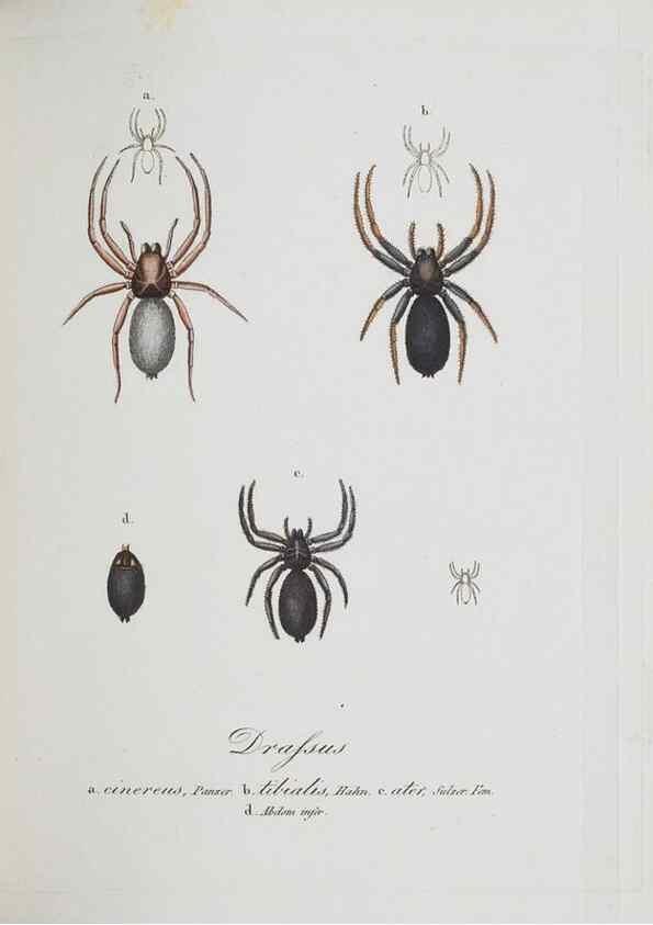 Reproducción/Reproduction 30885388681: Monographia Aranearum = Monographie der Spinnen /. Nurnberg :Lechner,[182.