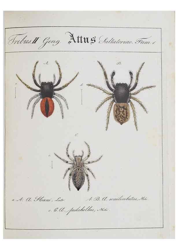 Reproducción/Reproduction 25338041159: Monographia Aranearum = Monographie der Spinnen /. Nurnberg :Lechner,[182.