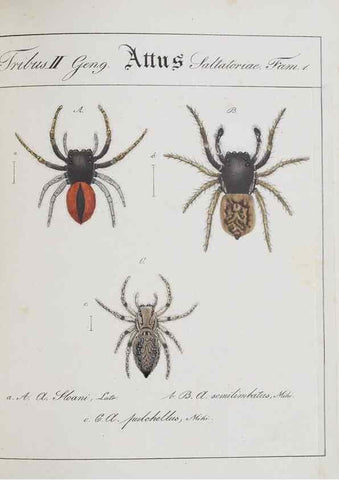 Reproducción/Reproduction 25338041159: Monographia Aranearum = Monographie der Spinnen /. Nurnberg :Lechner,[182.
