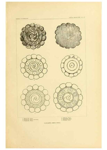 Reproducción/Reproduction 30379513024: Art in shell of the ancient Americans.. Washington,Govt. Print. Off.,1883.