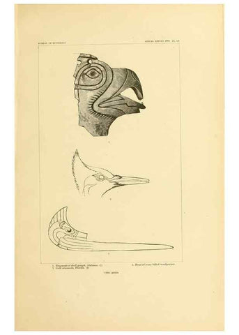Reproducción/Reproduction 31057333742: Art in shell of the ancient Americans.. Washington,Govt. Print. Off.,1883.