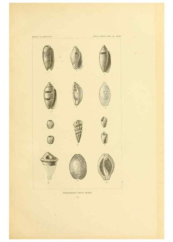 Reproducción/Reproduction 30379475554: Art in shell of the ancient Americans.. Washington,Govt. Print. Off.,1883.