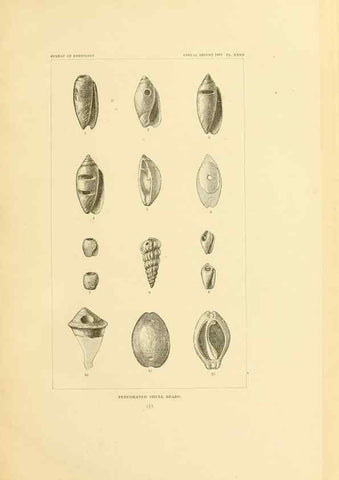 Reproducción/Reproduction 30379475554: Art in shell of the ancient Americans.. Washington,Govt. Print. Off.,1883.