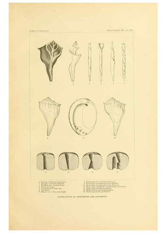 Reproducción/Reproduction 31086681511: Art in shell of the ancient Americans.. Washington,Govt. Print. Off.,1883.