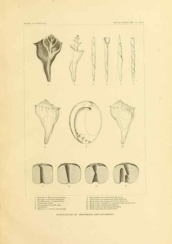 Reproducción/Reproduction 31086681511: Art in shell of the ancient Americans.. Washington,Govt. Print. Off.,1883.