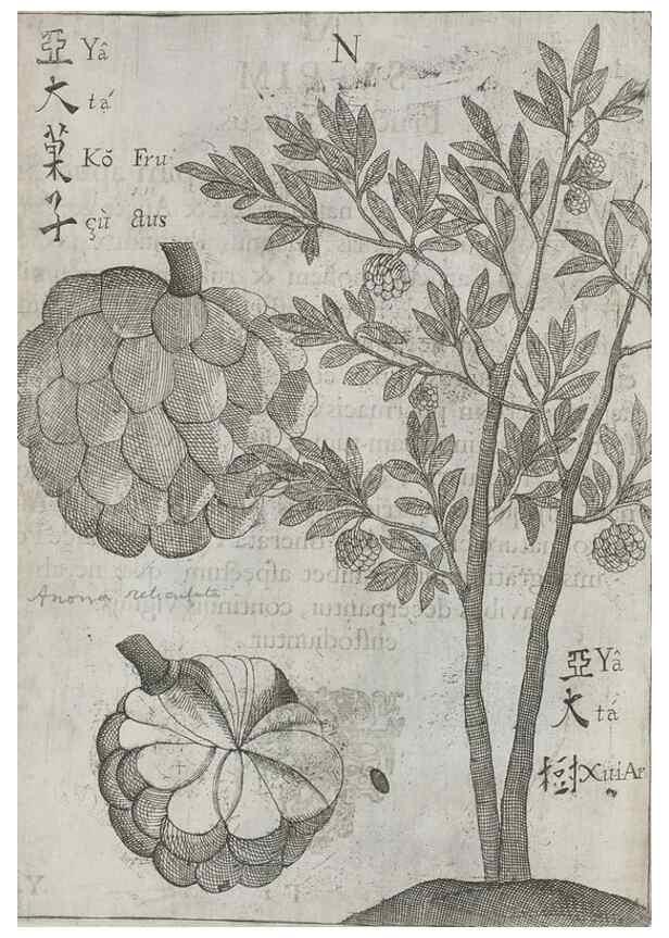 Reproducción/Reproduction 31626927776: Flora sinensis,. Viennae, Austriae,Typis M. Rictij,1656.