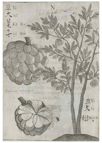 Reproducción/Reproduction 31626927776: Flora sinensis,. Viennae, Austriae,Typis M. Rictij,1656.