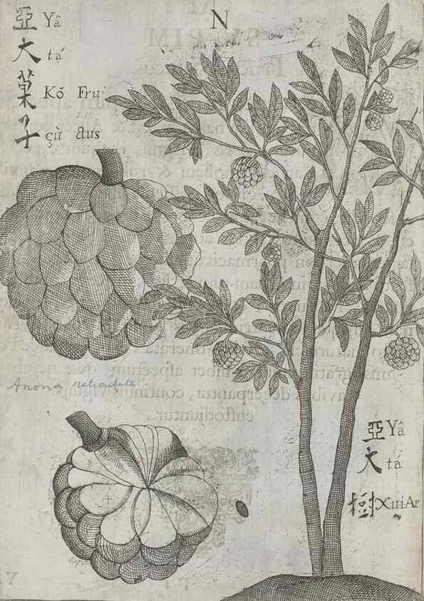 Reproducción/Reproduction 31626927776: Flora sinensis,. Viennae, Austriae,Typis M. Rictij,1656.