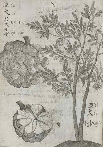 Reproducción/Reproduction 31626927776: Flora sinensis,. Viennae, Austriae,Typis M. Rictij,1656.