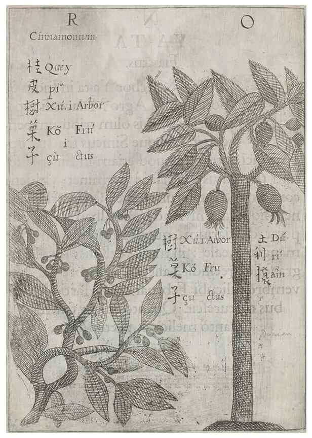 Reproducción/Reproduction 31547929241: Flora sinensis,. Viennae, Austriae,Typis M. Rictij,1656.