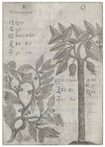 Reproducción/Reproduction 31547929241: Flora sinensis,. Viennae, Austriae,Typis M. Rictij,1656.