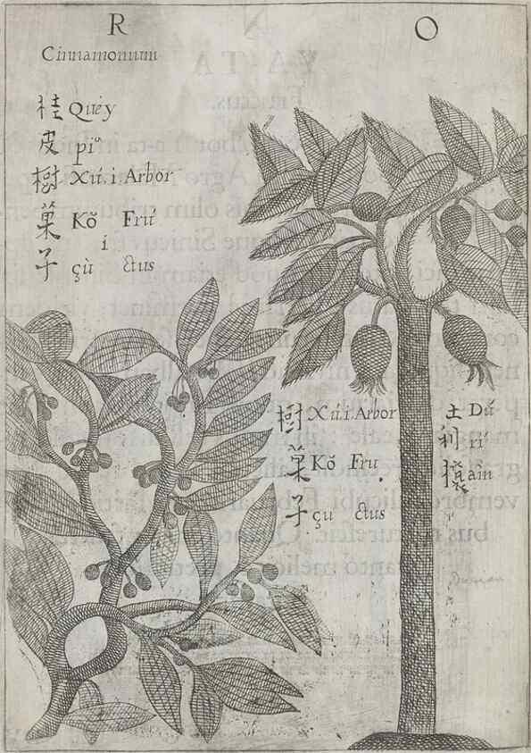 Reproducción/Reproduction 31547929241: Flora sinensis,. Viennae, Austriae,Typis M. Rictij,1656.