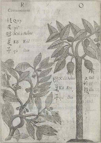 Reproducción/Reproduction 31547929241: Flora sinensis,. Viennae, Austriae,Typis M. Rictij,1656.