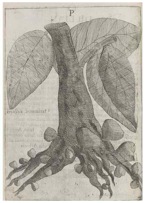Reproducción/Reproduction 30853720683: Flora sinensis,. Viennae, Austriae,Typis M. Rictij,1656.
