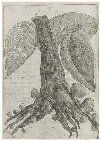 Reproducción/Reproduction 30853720683: Flora sinensis,. Viennae, Austriae,Typis M. Rictij,1656.