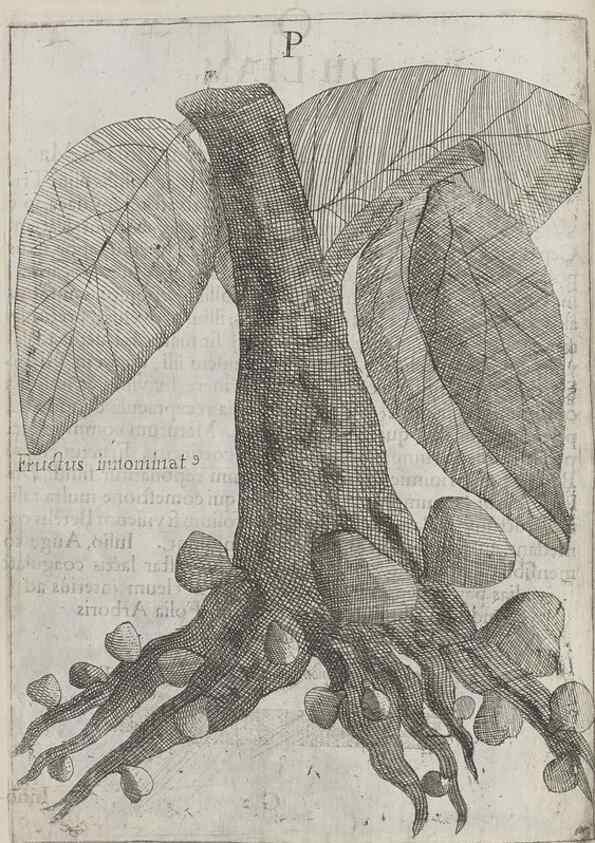 Reproducción/Reproduction 30853720683: Flora sinensis,. Viennae, Austriae,Typis M. Rictij,1656.