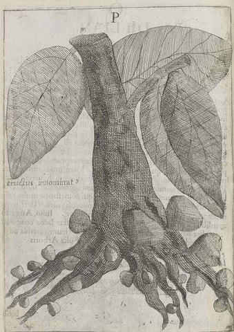 Reproducción/Reproduction 30853720683: Flora sinensis,. Viennae, Austriae,Typis M. Rictij,1656.
