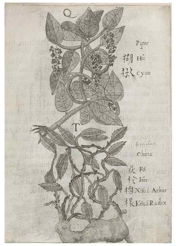 Reproducción/Reproduction 31626932566: Flora sinensis,. Viennae, Austriae,Typis M. Rictij,1656.
