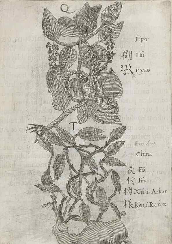 Reproducción/Reproduction 31626932566: Flora sinensis,. Viennae, Austriae,Typis M. Rictij,1656.