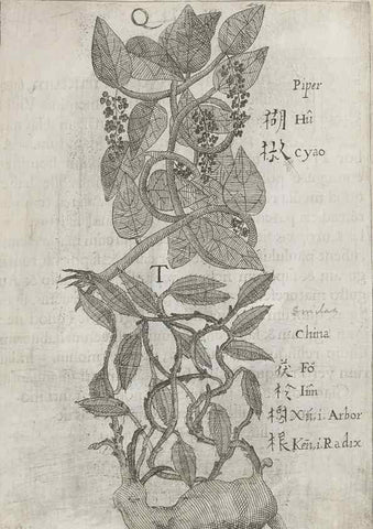 Reproducción/Reproduction 31626932566: Flora sinensis,. Viennae, Austriae,Typis M. Rictij,1656.