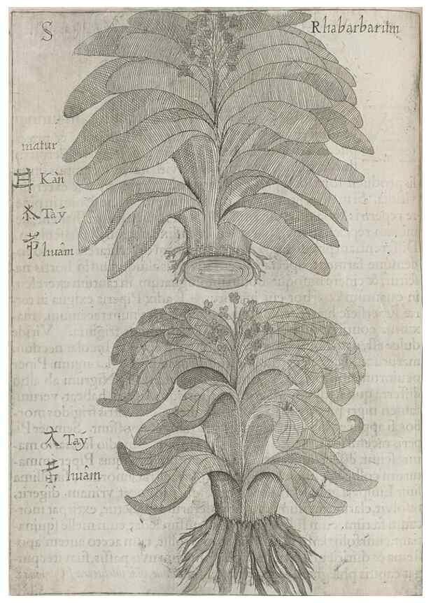 Reproducción/Reproduction 30853724593: Flora sinensis,. Viennae, Austriae,Typis M. Rictij,1656.