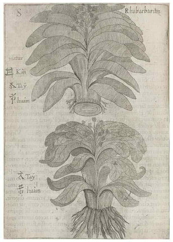 Reproducción/Reproduction 30853724593: Flora sinensis,. Viennae, Austriae,Typis M. Rictij,1656.