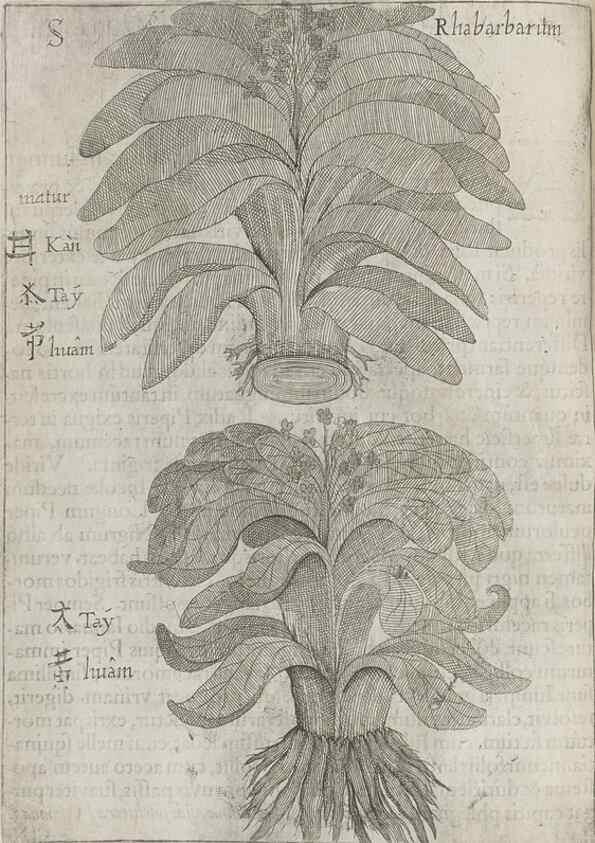 Reproducción/Reproduction 30853724593: Flora sinensis,. Viennae, Austriae,Typis M. Rictij,1656.