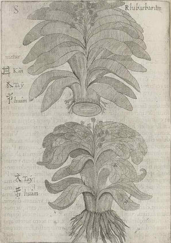 Reproducción/Reproduction 30853724593: Flora sinensis,. Viennae, Austriae,Typis M. Rictij,1656.