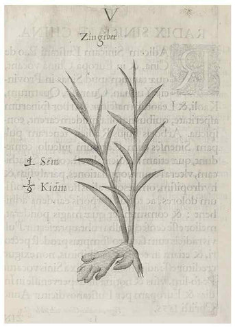 Reproducción/Reproduction 31291068070: Flora sinensis,. Viennae, Austriae,Typis M. Rictij,1656.