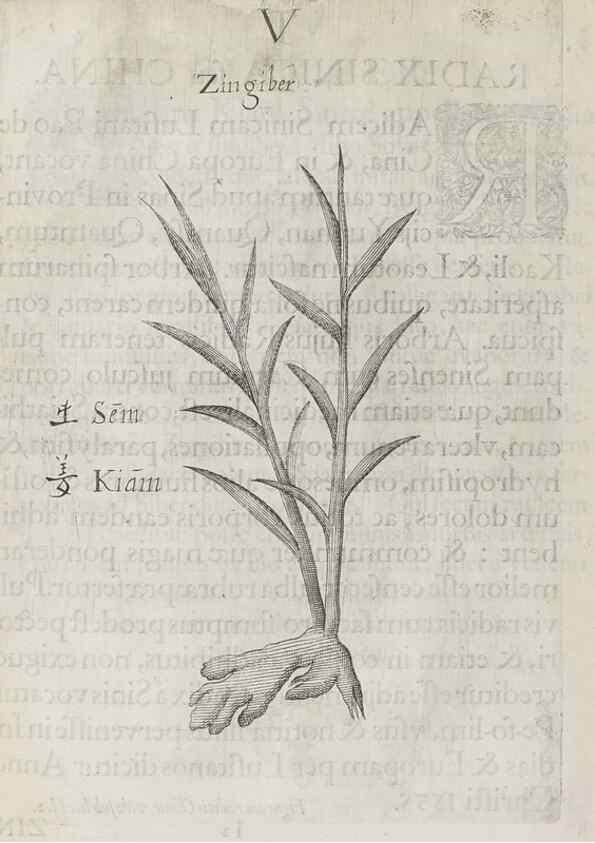 Reproducción/Reproduction 31291068070: Flora sinensis,. Viennae, Austriae,Typis M. Rictij,1656.