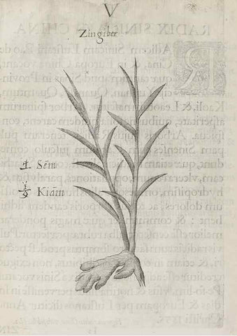 Reproducción/Reproduction 31291068070: Flora sinensis,. Viennae, Austriae,Typis M. Rictij,1656.