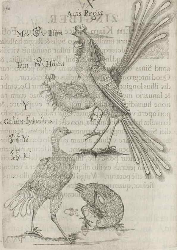 Reproducción/Reproduction 31626937456: Flora sinensis,. Viennae, Austriae,Typis M. Rictij,1656.